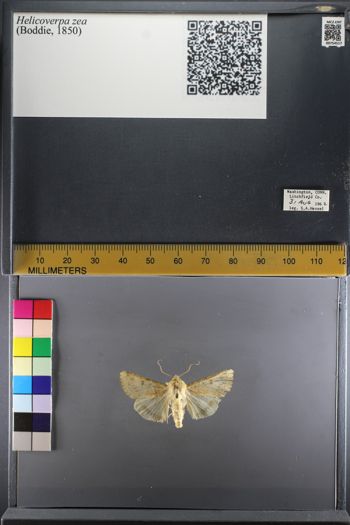 Media type: image;   Entomology 754517